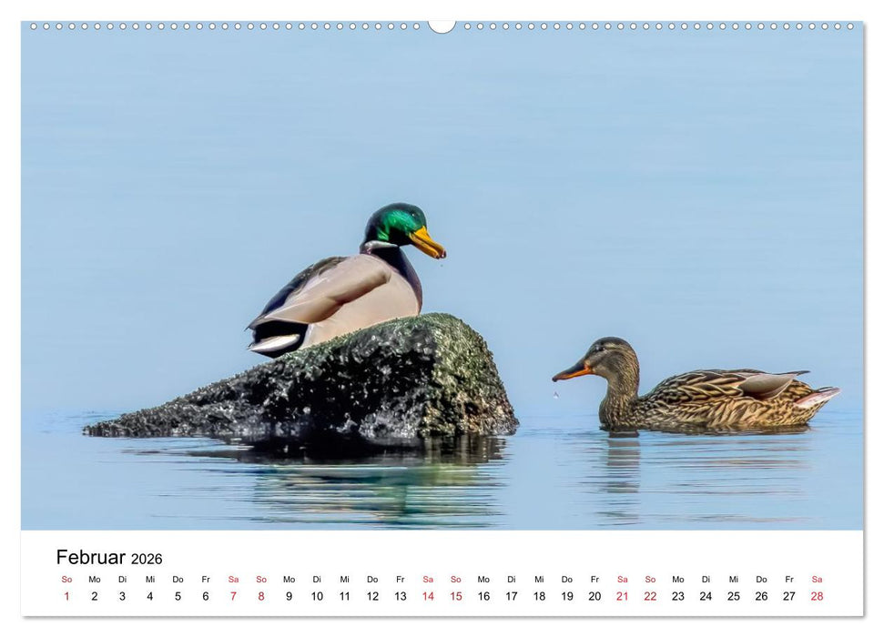 Wasservögel der Ostsee - Impressionen aus der Lübecker Bucht (CALVENDO Premium Wandkalender 2026)