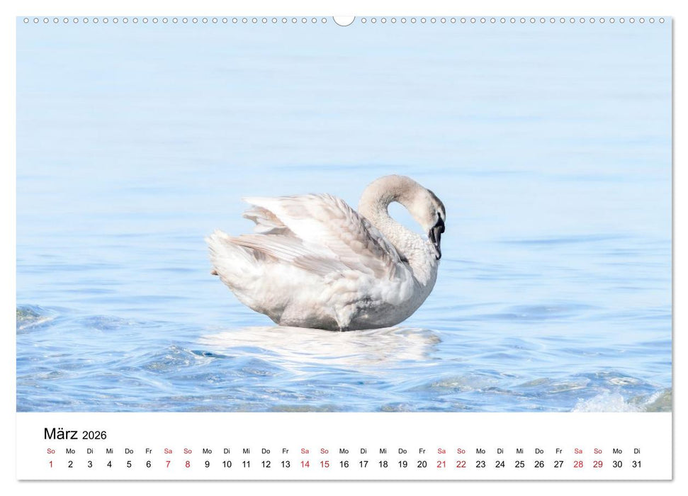 Wasservögel der Ostsee - Impressionen aus der Lübecker Bucht (CALVENDO Premium Wandkalender 2026)