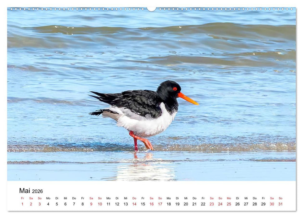 Wasservögel der Ostsee - Impressionen aus der Lübecker Bucht (CALVENDO Premium Wandkalender 2026)