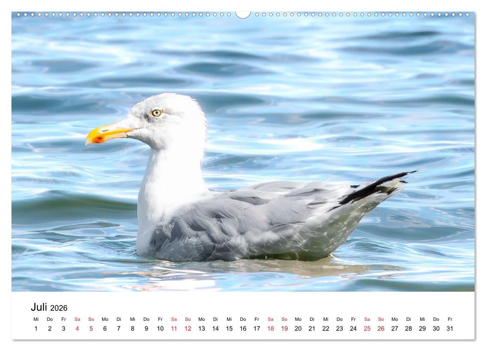 Wasservögel der Ostsee - Impressionen aus der Lübecker Bucht (CALVENDO Premium Wandkalender 2026)