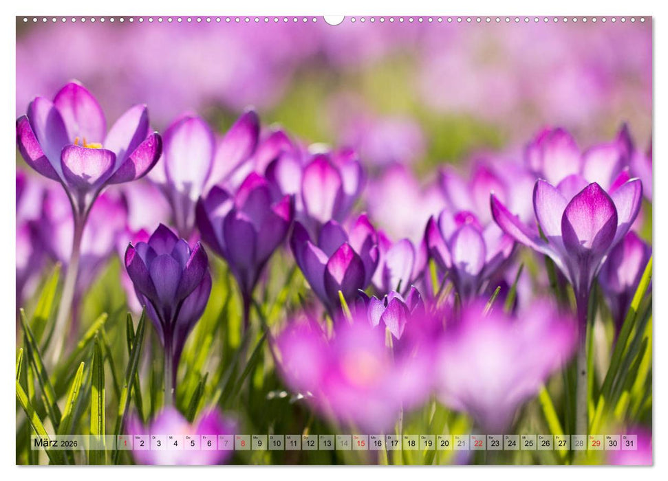 Farbenfroher Blütentraum (CALVENDO Wandkalender 2026)