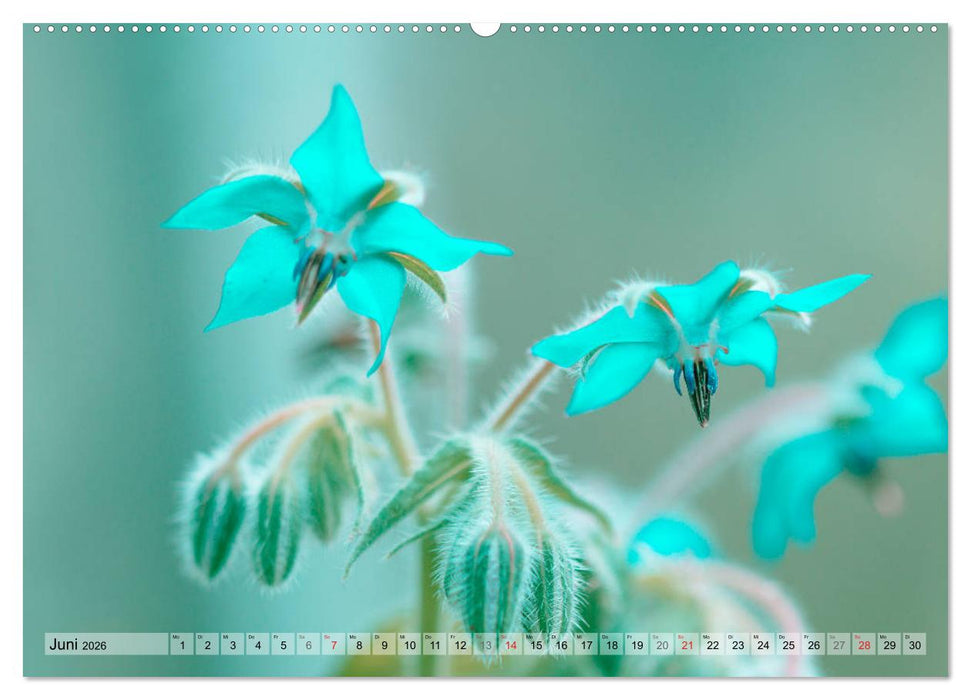 Farbenfroher Blütentraum (CALVENDO Wandkalender 2026)
