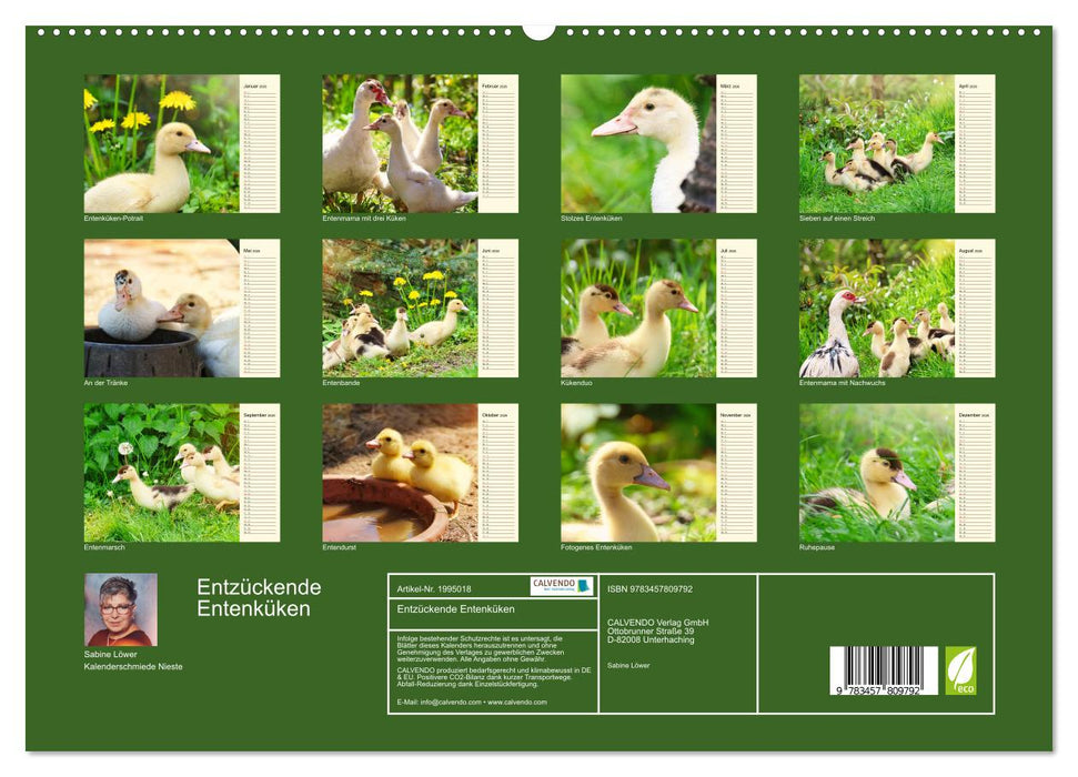 Entzückende Entenküken (CALVENDO Premium Wandkalender 2026)