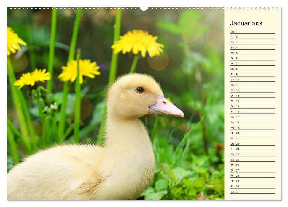 Entzückende Entenküken (CALVENDO Premium Wandkalender 2026)