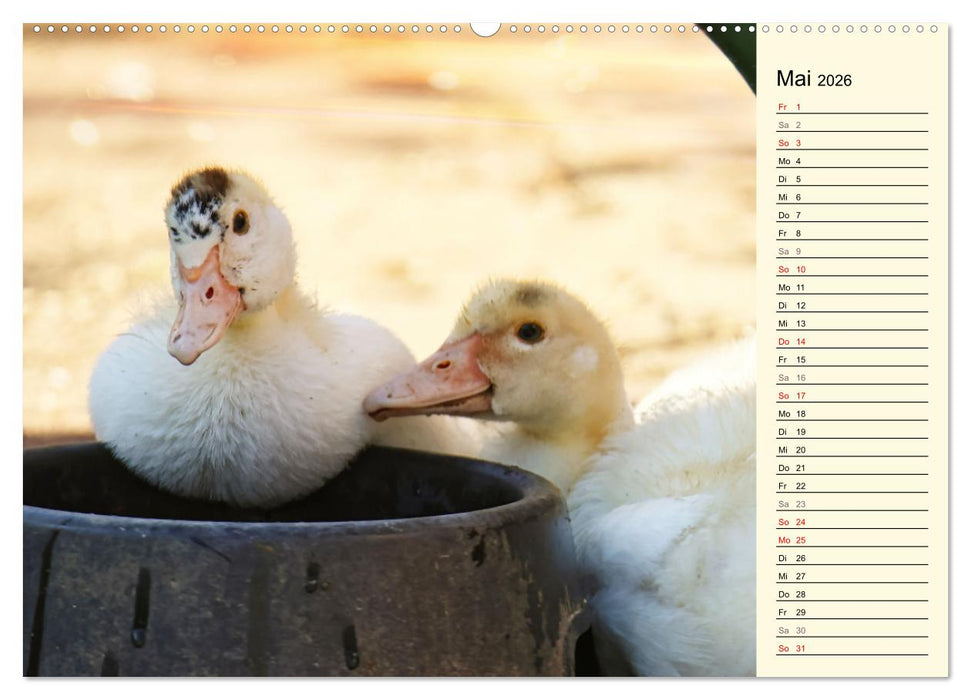 Entzückende Entenküken (CALVENDO Premium Wandkalender 2026)