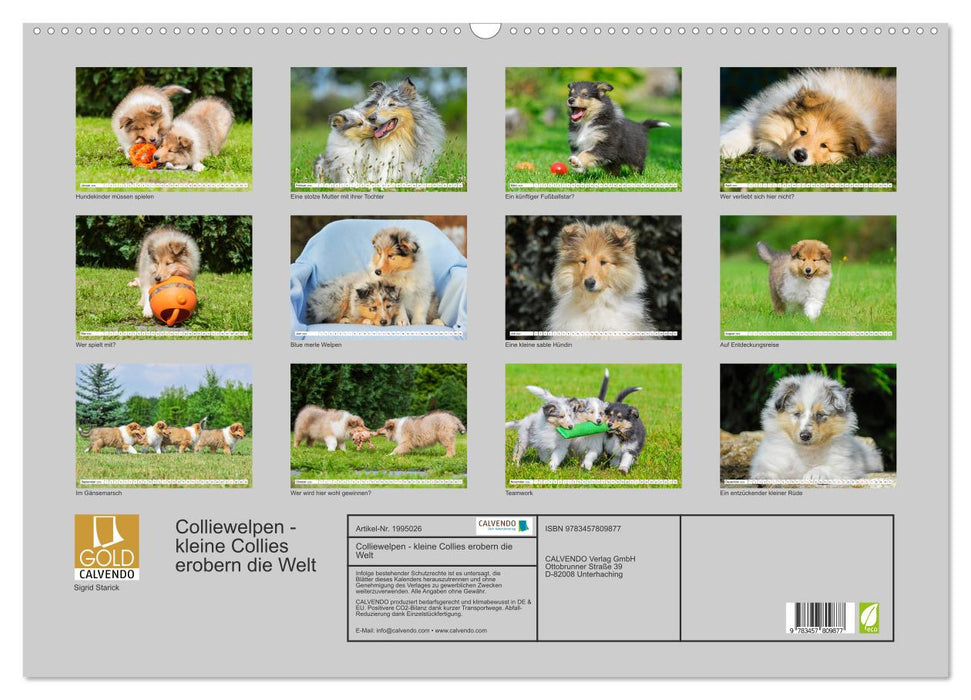 Colliewelpen - kleine Collies erobern die Welt (CALVENDO Wandkalender 2026)