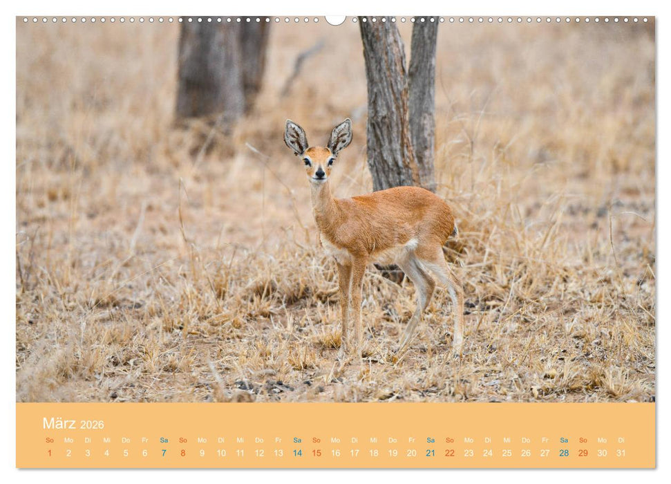 Antilopen, schön und schnell (CALVENDO Wandkalender 2026)