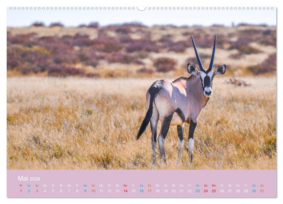 Antilopen, schön und schnell (CALVENDO Wandkalender 2026)