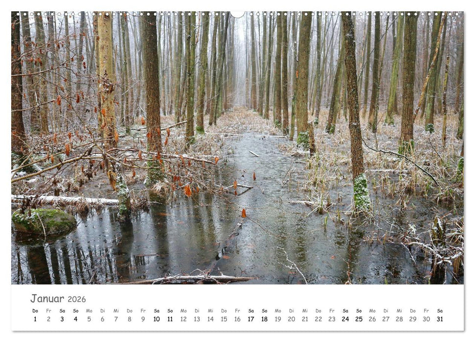 Wald - bezaubernde Wälder (CALVENDO Wandkalender 2026)