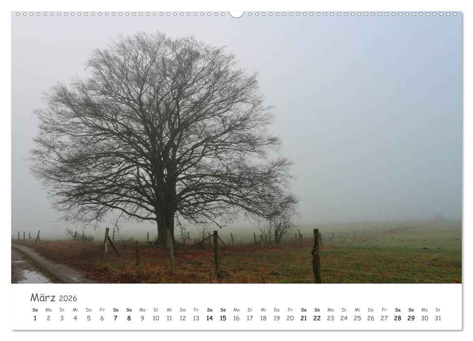 Wald - bezaubernde Wälder (CALVENDO Wandkalender 2026)
