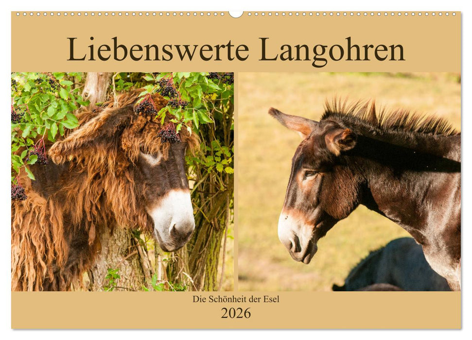 Liebenswerte Langohren - Die Schönheit der Esel (CALVENDO Wandkalender 2026)