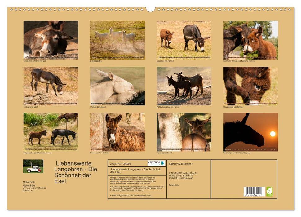 Liebenswerte Langohren - Die Schönheit der Esel (CALVENDO Wandkalender 2026)