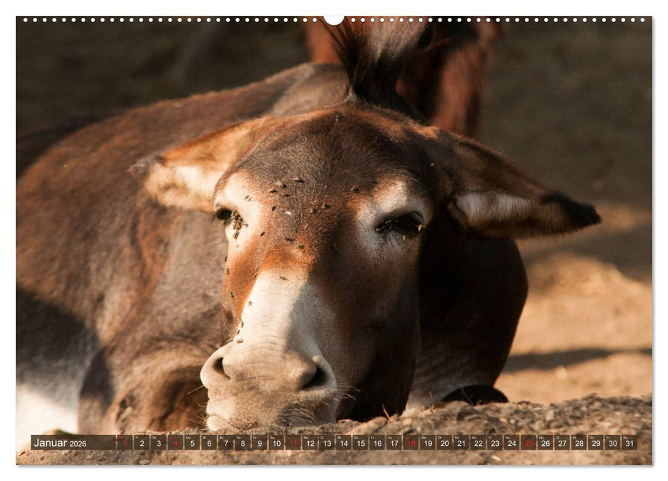 Liebenswerte Langohren - Die Schönheit der Esel (CALVENDO Wandkalender 2026)