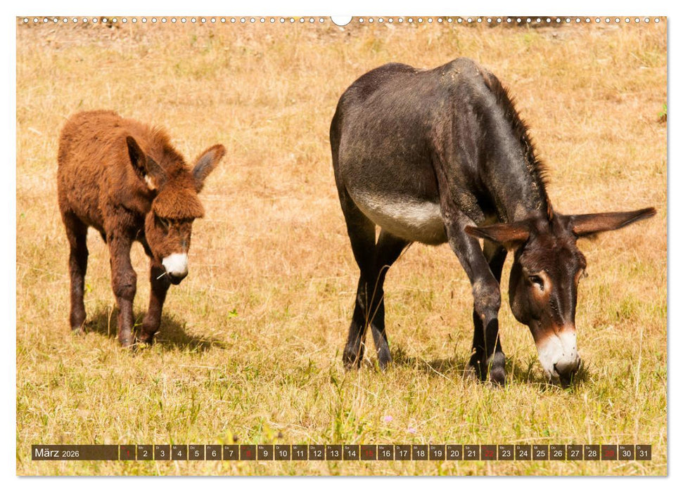Liebenswerte Langohren - Die Schönheit der Esel (CALVENDO Wandkalender 2026)