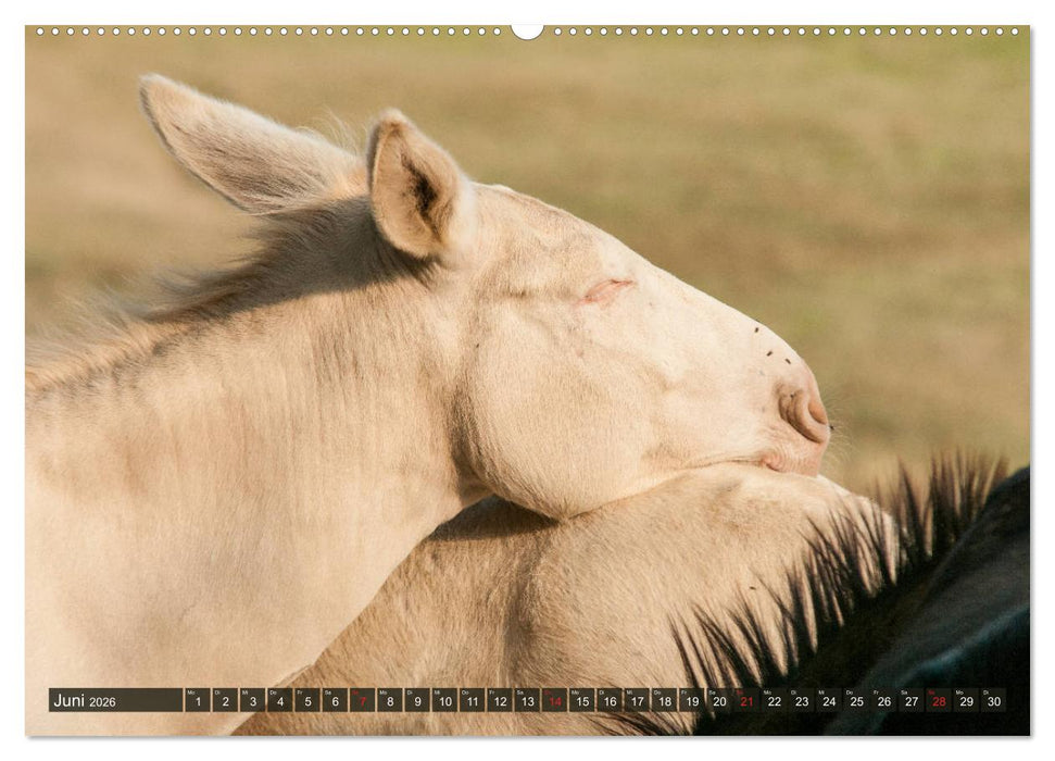 Liebenswerte Langohren - Die Schönheit der Esel (CALVENDO Wandkalender 2026)