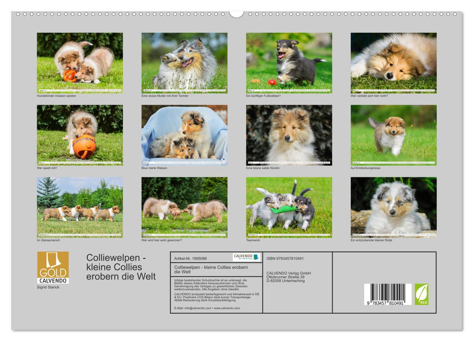 Colliewelpen - kleine Collies erobern die Welt (CALVENDO Premium Wandkalender 2026)
