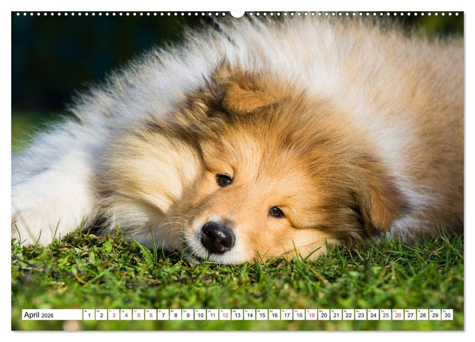 Colliewelpen - kleine Collies erobern die Welt (CALVENDO Premium Wandkalender 2026)