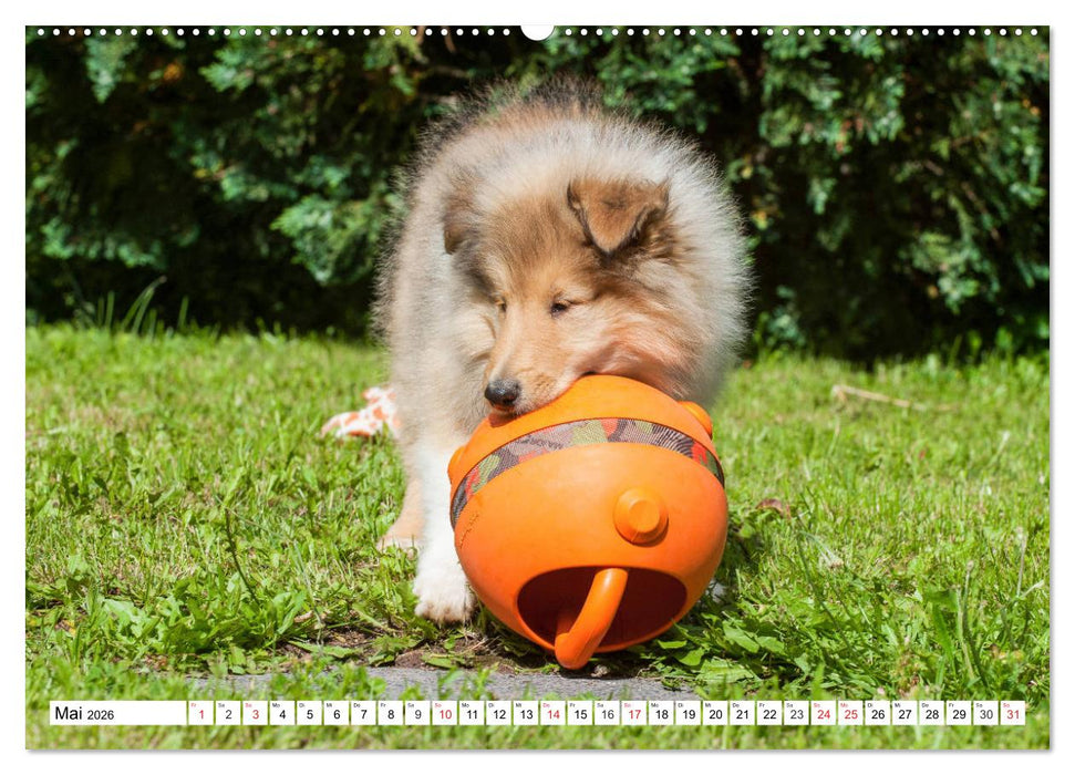 Colliewelpen - kleine Collies erobern die Welt (CALVENDO Premium Wandkalender 2026)
