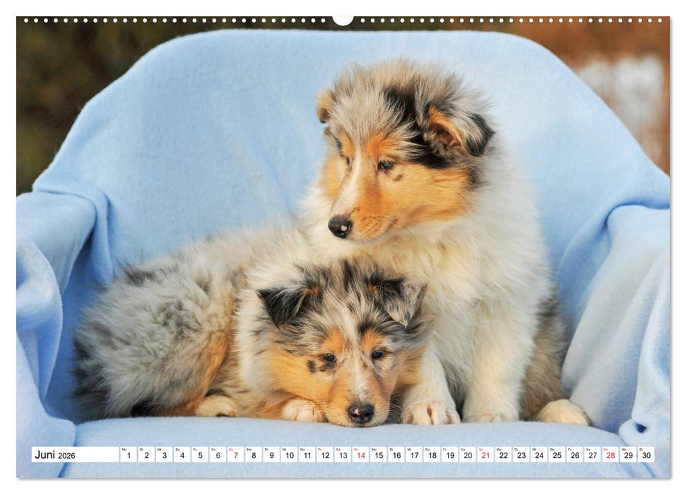 Colliewelpen - kleine Collies erobern die Welt (CALVENDO Premium Wandkalender 2026)