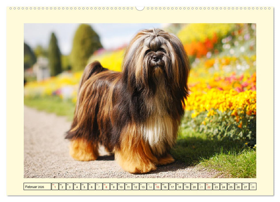 Lhasa Apso Charme. Die kleinen Hüter des Glücks (CALVENDO Wandkalender 2026)