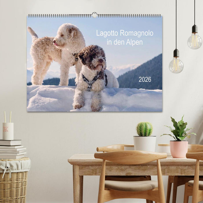 Lagotto Romagnolo in den Alpen 2026 (CALVENDO Wandkalender 2026)