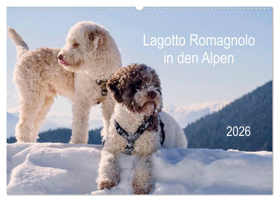 Lagotto Romagnolo in den Alpen 2026 (CALVENDO Wandkalender 2026)