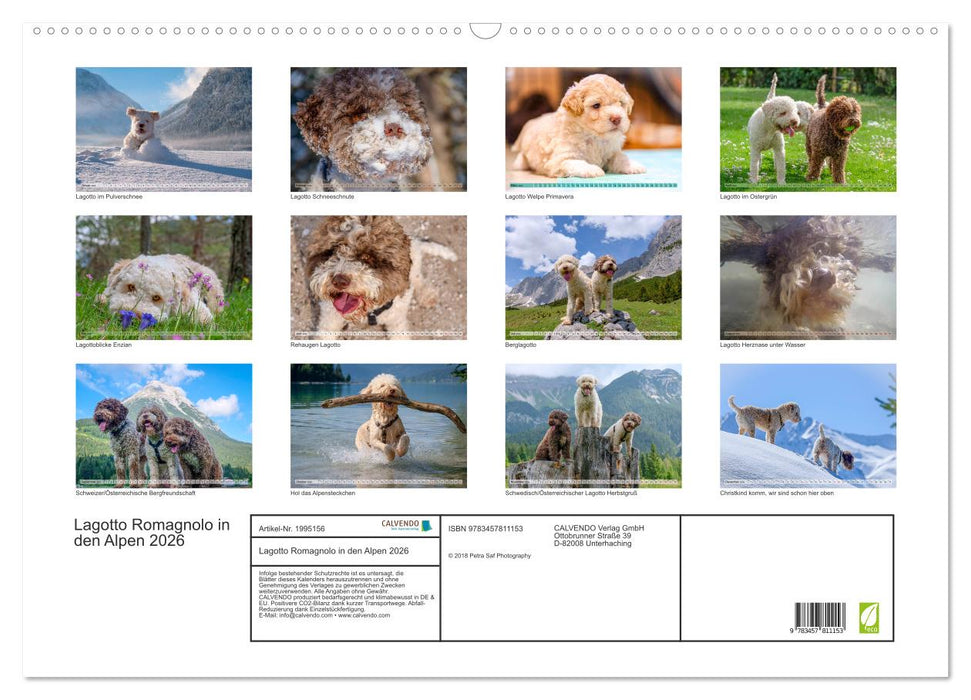 Lagotto Romagnolo in den Alpen 2026 (CALVENDO Wandkalender 2026)