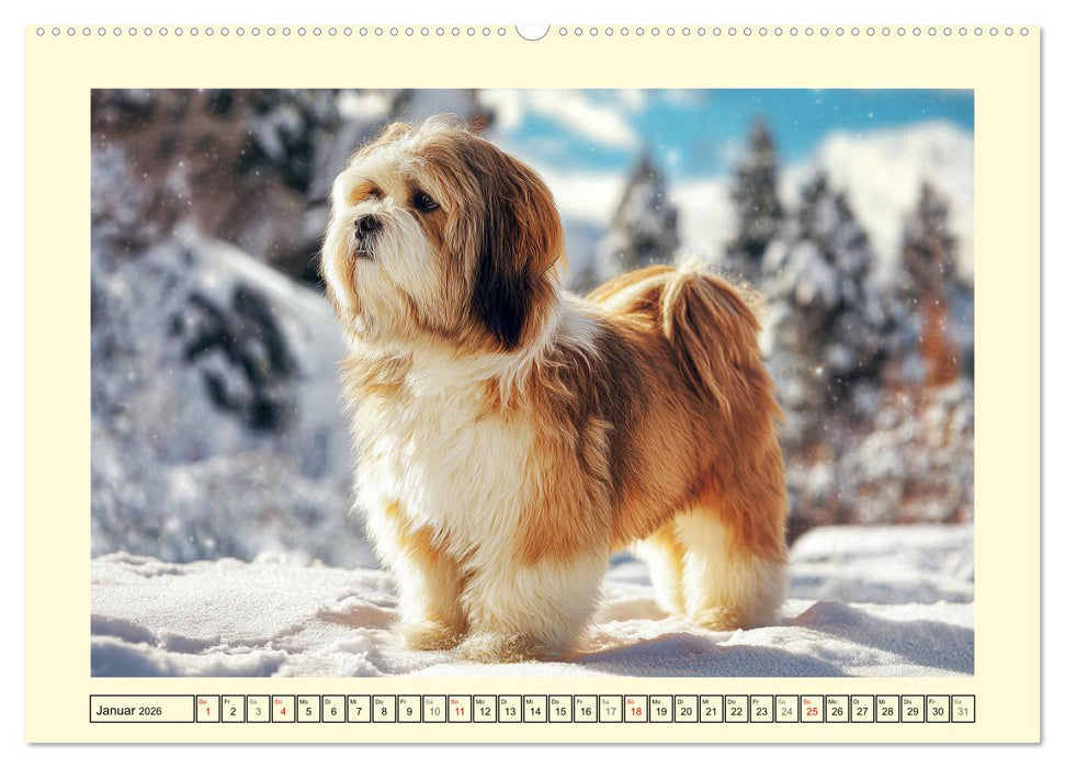 Lhasa Apso Charme. Die kleinen Hüter des Glücks (CALVENDO Premium Wandkalender 2026)
