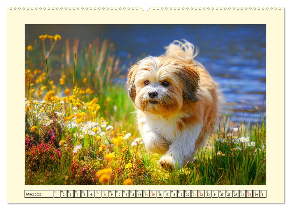 Lhasa Apso Charme. Die kleinen Hüter des Glücks (CALVENDO Premium Wandkalender 2026)