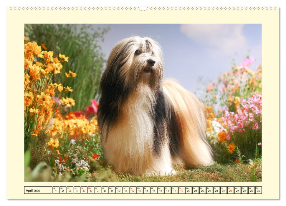 Lhasa Apso Charme. Die kleinen Hüter des Glücks (CALVENDO Premium Wandkalender 2026)