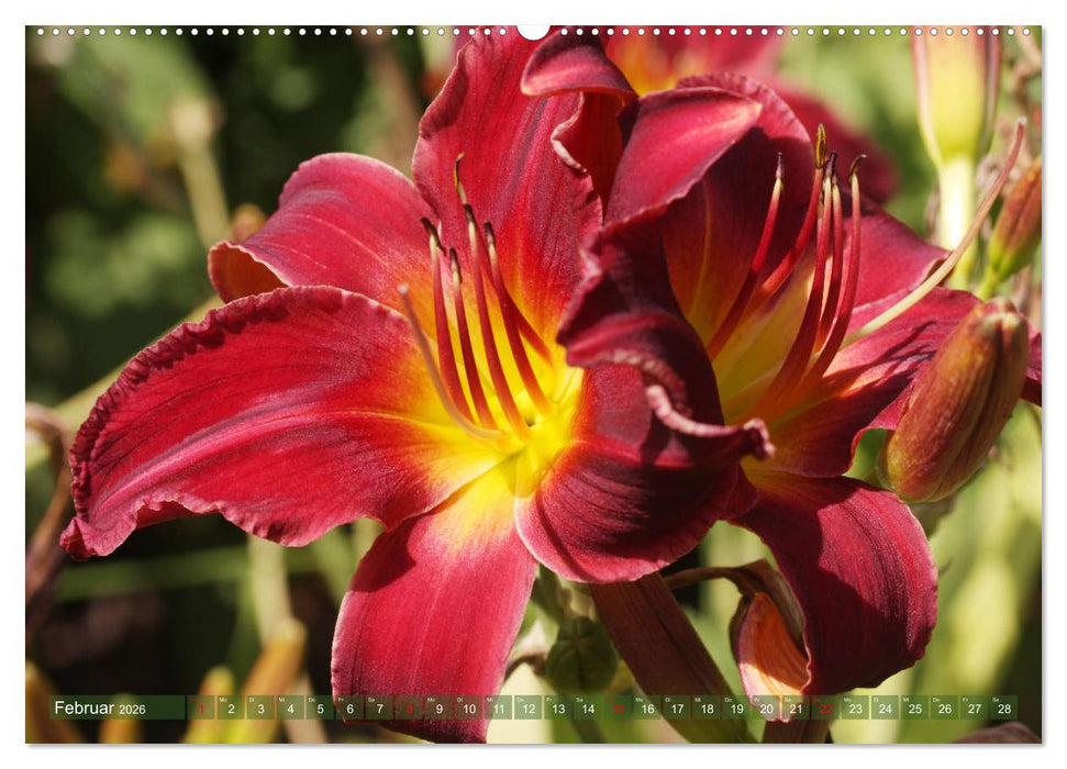 Taglilien im Garten (CALVENDO Wandkalender 2026)
