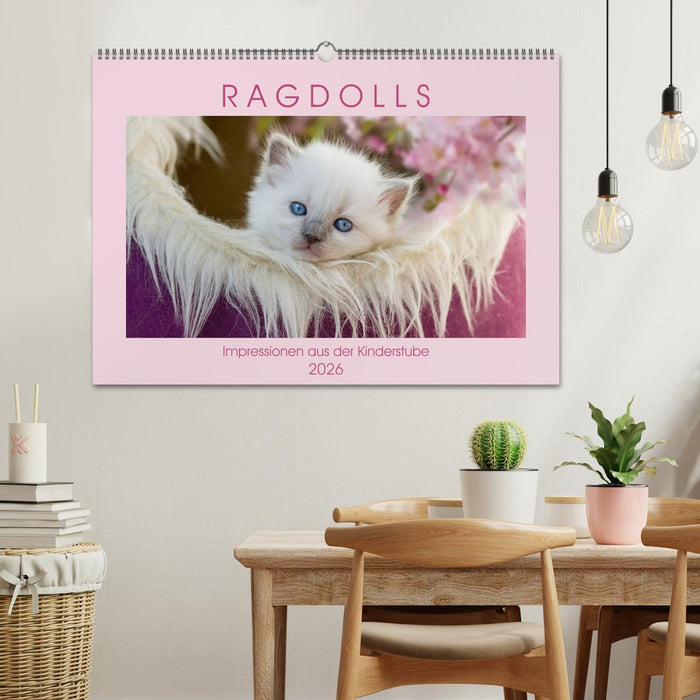 RAGDOLLS Impressionen aus der Kinderstube (CALVENDO Wandkalender 2026)