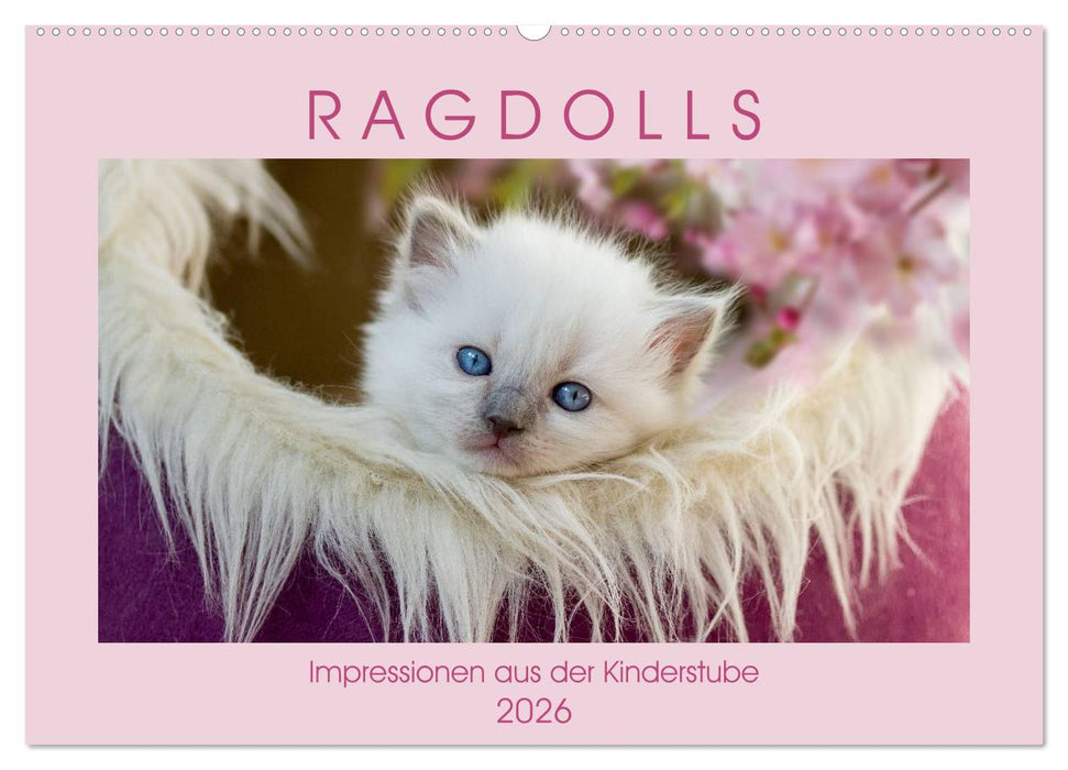 RAGDOLLS Impressionen aus der Kinderstube (CALVENDO Wandkalender 2026)