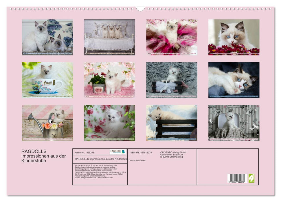 RAGDOLLS Impressionen aus der Kinderstube (CALVENDO Wandkalender 2026)