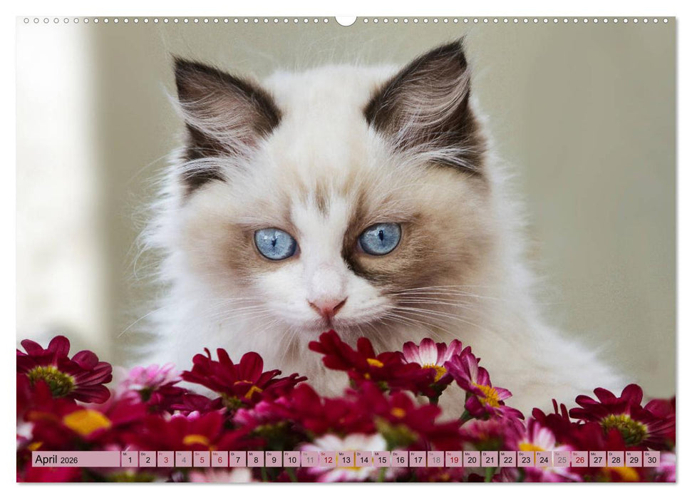 RAGDOLLS Impressionen aus der Kinderstube (CALVENDO Wandkalender 2026)