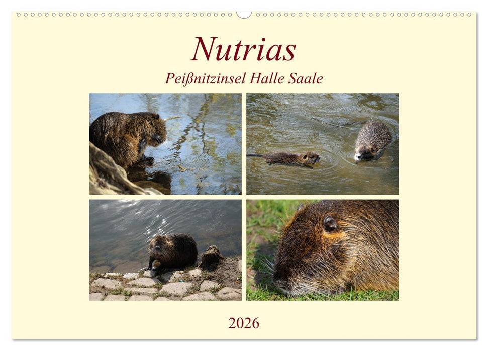Nutrias Peißnitzinsel Halle Saale (CALVENDO Wandkalender 2026)