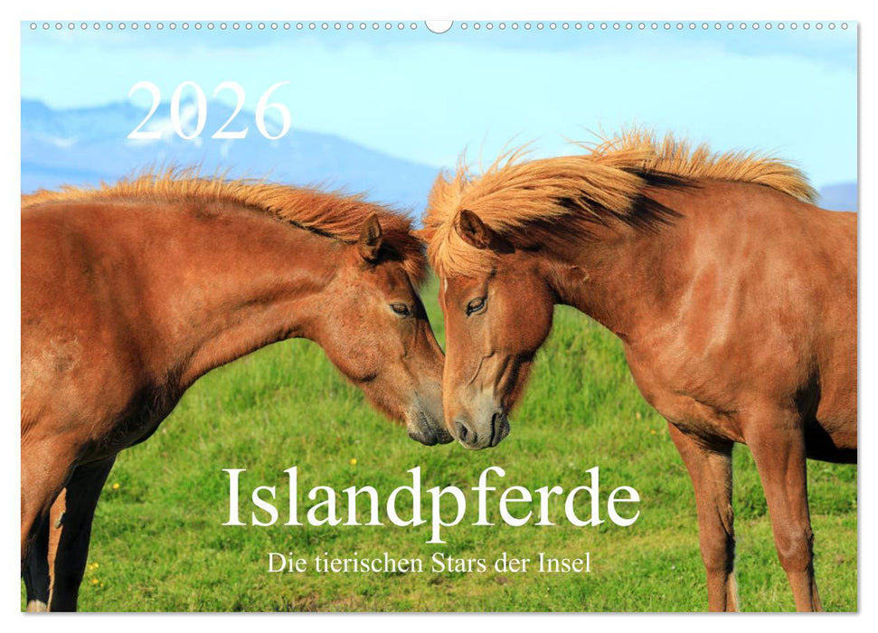 Islandpferde - Die tierischen Stars der Insel (CALVENDO Wandkalender 2026)