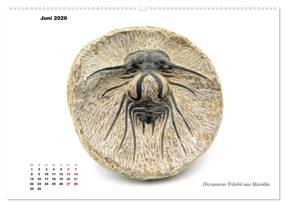 Fossilien - Ammoniten, Trilobiten, Erdgeschichte (CALVENDO Wandkalender 2026)