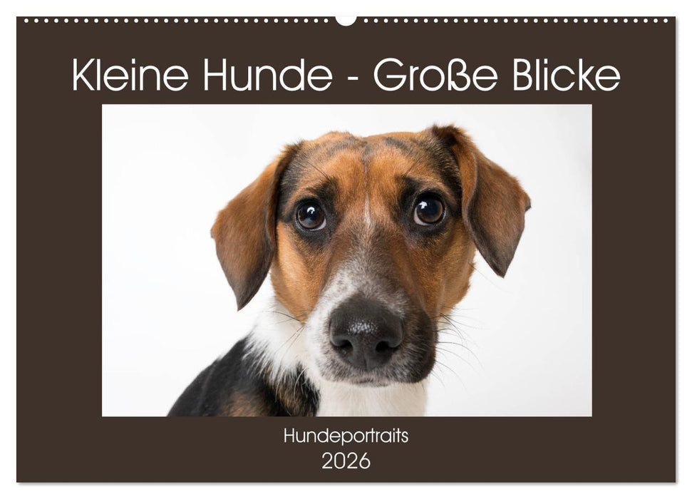 Kleine Hunde - Große Blicke (CALVENDO Wandkalender 2026)