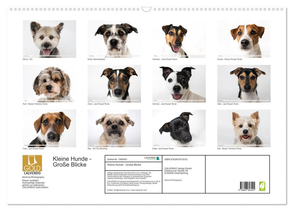 Kleine Hunde - Große Blicke (CALVENDO Wandkalender 2026)