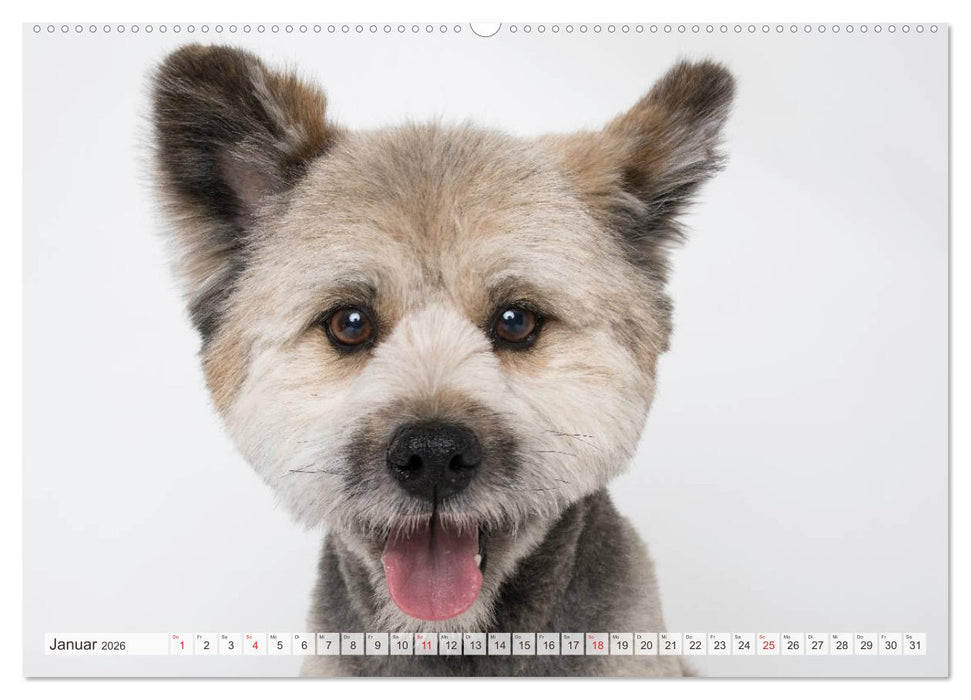 Kleine Hunde - Große Blicke (CALVENDO Wandkalender 2026)