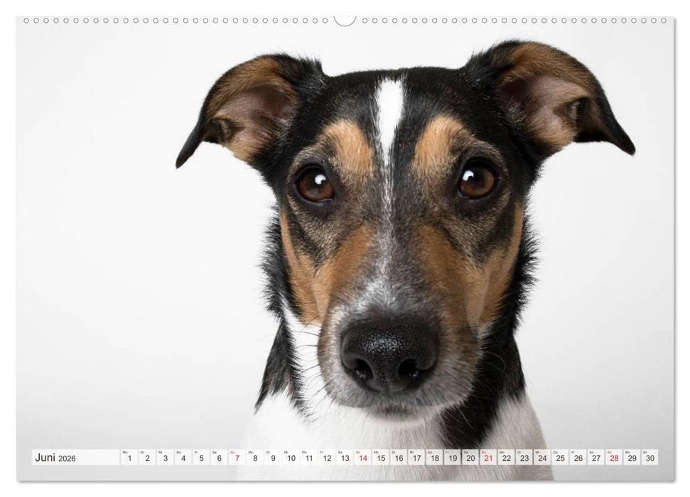 Kleine Hunde - Große Blicke (CALVENDO Wandkalender 2026)