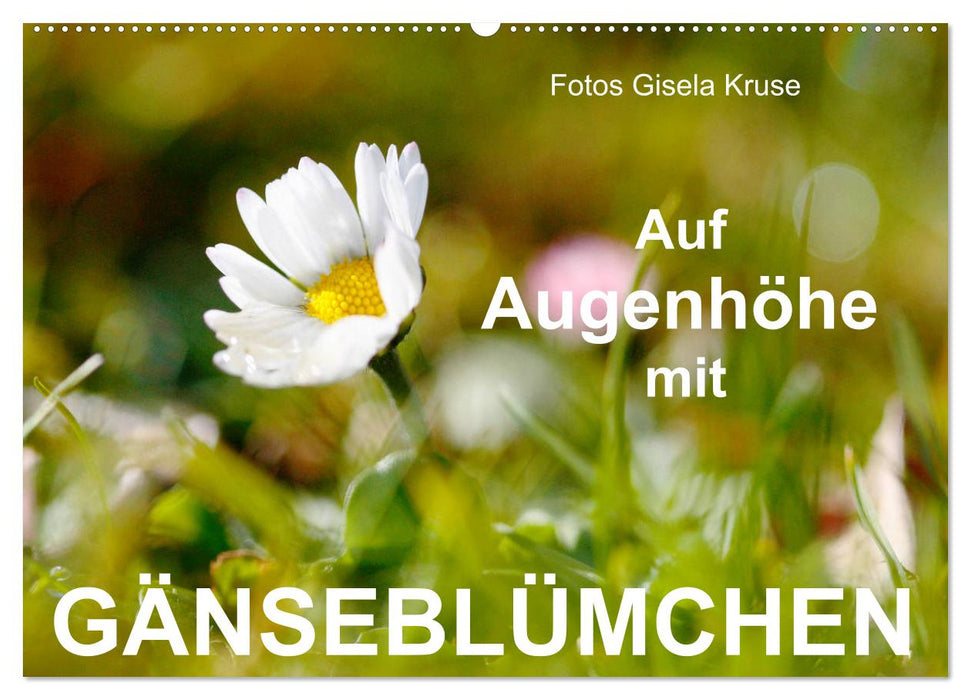 Auf Augenhöhe mit Gänseblümchen (CALVENDO Wandkalender 2026)