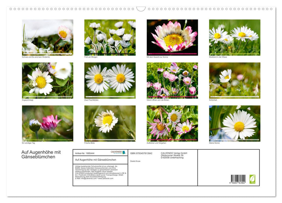 Auf Augenhöhe mit Gänseblümchen (CALVENDO Wandkalender 2026)