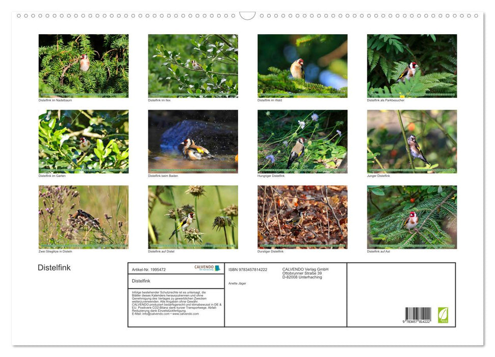 Distelfink (CALVENDO Wandkalender 2026)