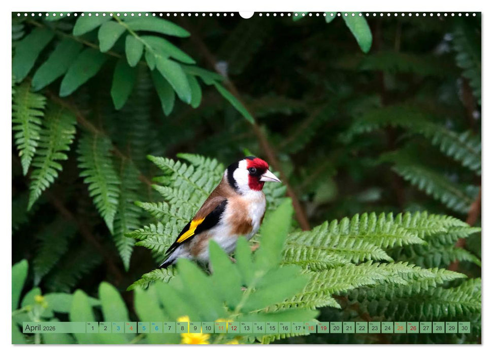 Distelfink (CALVENDO Wandkalender 2026)