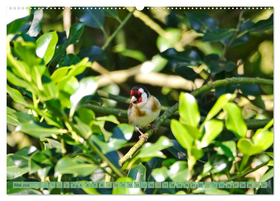 Distelfink (CALVENDO Wandkalender 2026)