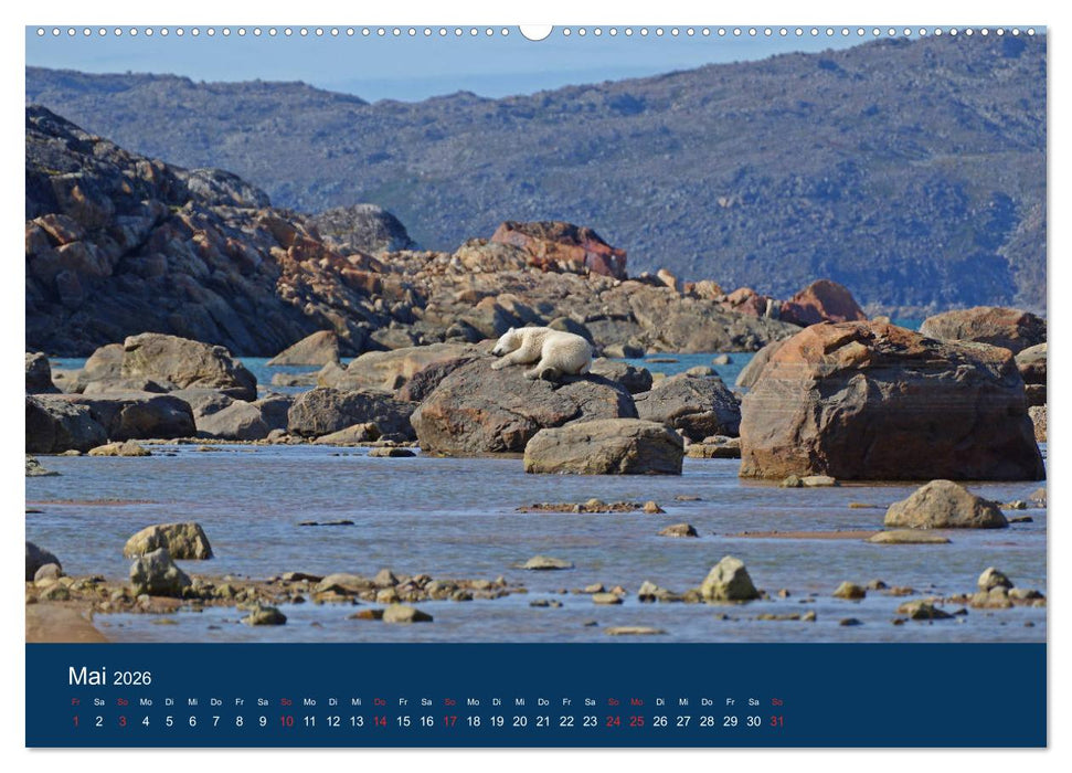 Das Leben der etwas "anderen" Eisbären! (CALVENDO Wandkalender 2026)