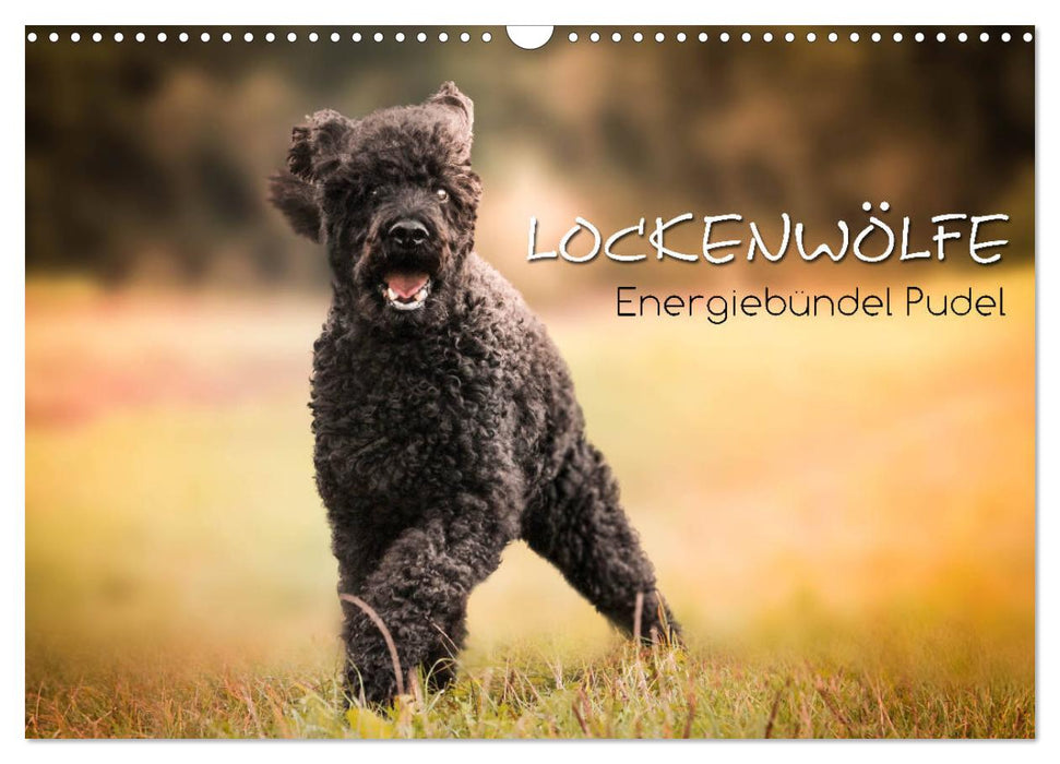 Lockenwölfe - Energiebündel Pudel (CALVENDO Wandkalender 2026)