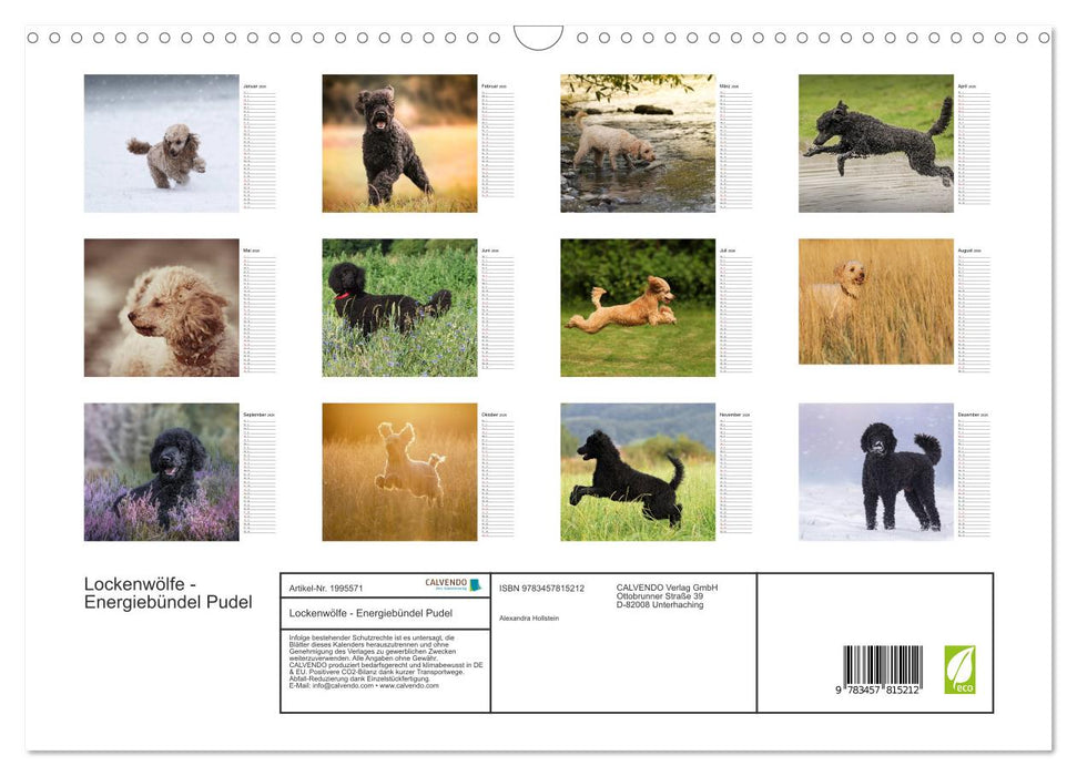 Lockenwölfe - Energiebündel Pudel (CALVENDO Wandkalender 2026)